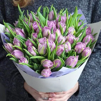 Фотографии тюльпан Фиолетовый Цветы Много