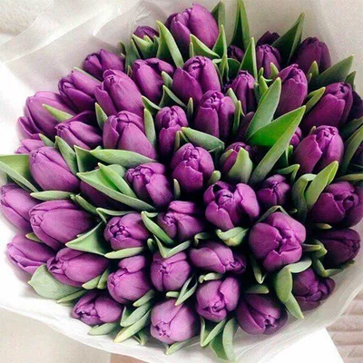 Букет из фиолетовых сортовых тюльпанов - Цветы PRO