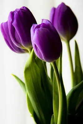 Купить букет из 21 фиолетового тюльпана в Самаре с доставкой недорого