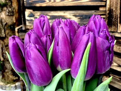 Купить фиолетовые тюльпаны в Минске | DI-Flowers.by