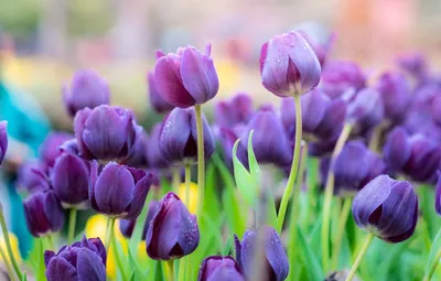 Фиолетовые тюльпаны (32 фото) - 32 фото