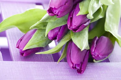 Фиолетовые тюльпаны - купить в Москве | Flowerna