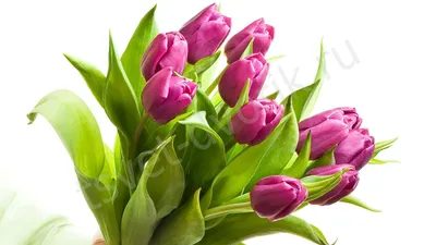 Заказать фиолетовые тюльпаны под ленту FL-2369 купить - хорошая цена на фиолетовые  тюльпаны под ленту с доставкой - FLORAN.com.ua