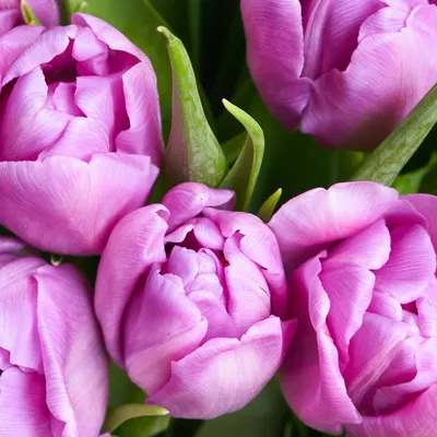 Фиолетовые тюльпаны - фото и картинки: 64 штук