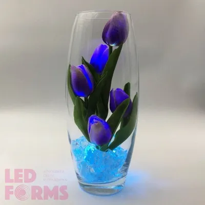 Бесплатные Фиолетовые тюльпаны с белой линией стоковые фотографии |  FreeImages