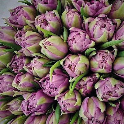 51 махровый фиолетовый тюльпан | доставка по Москве и области