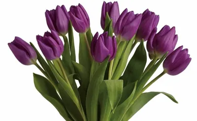 Тюльпаны фиолетовые купить в интернет-магазине.