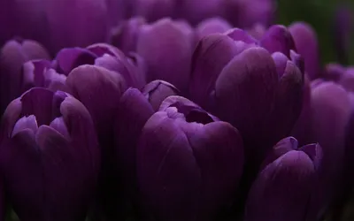 Роскошные свежие модные фиолетовые тюльпаны на деревянной предпосылке  Стоковое Фото - изображение насчитывающей тюльпан, естественно: 109642104