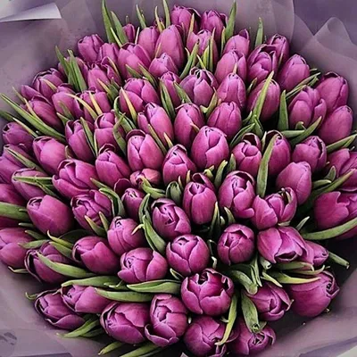 Красивые Фиолетовые Тюльпаны — стоковые фотографии и другие картинки Тюльпан  - Тюльпан, Фиолетовый, Фоновые изображения - iStock
