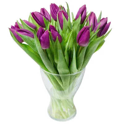 51 фиолетовый тюльпан | доставка по Москве и области