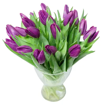 Заказать фиолетовые тюльпаны FL-2280 купить - хорошая цена на фиолетовые  тюльпаны с доставкой - FLORAN.com.ua
