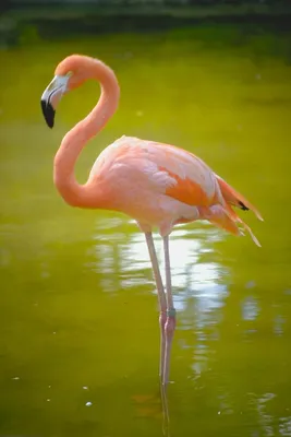 Фламинго птицы на белом фоне Стоковое Изображение - изображение  насчитывающей ноги, фламинго: 169492431