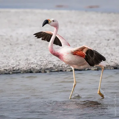 Спящая Фламинго Птиц — стоковые фотографии и другие картинки Фламинго -  Фламинго, Спать, Галапагосские острова - iStock