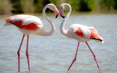 Фламинго - птицы, притягивающие взгляд | Открывая знания | Дзен