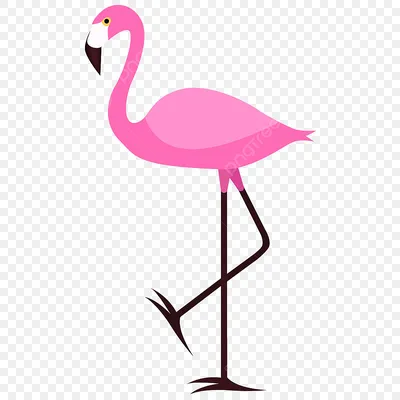 Картинки фламинго птиц фотографии