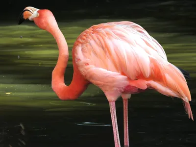 Фламинго Птицы Животные Болотных - Бесплатное фото на Pixabay - Pixabay