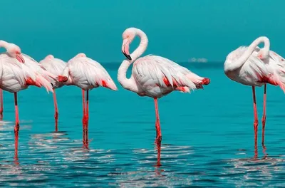 Фотографии резерва птицы фламинго Птица фламинго открыла клюв Зубы Фон  Bokeh воды Flamiingo открыть рот. Изображение фламинго Стоковое Изображение  - изображение насчитывающей портрет, фламинго: 167936801