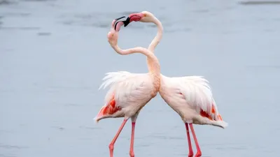 Розовый Фламинго Птицы На Озере В Парке. Фотография, картинки, изображения  и сток-фотография без роялти. Image 55285848