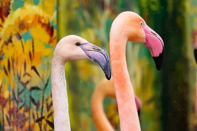 Птица розовых фламинго в зоопарке лос-анджелеса, Калифорния США Стоковое  Фото - изображение насчитывающей шея, калифорния: 184011820