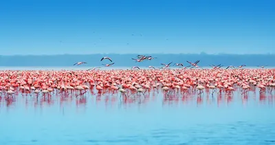 Дикие африканские птицы группа африканских птиц белого фламинго и их  отражение в голубой воде уолфиш-бей намибия африка | Премиум Фото