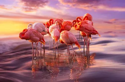 flamingo | Птицы