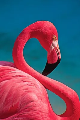 Ручной Рисунок Фламинго Акварель Тропических Птиц Набор Фламинго  Иллюстрации Экзотических Стоковая иллюстрация ©mykef #513801444