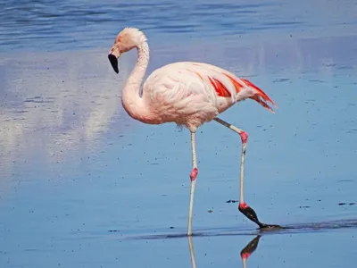 Фотографии резерва птицы фламинго Фон листвы Изображение фламинго Портрет  фламинго Изображение фламинго Стоковое Фото - изображение насчитывающей  бобра, цвет: 167687638