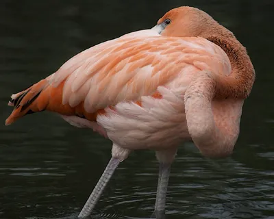 Розовый Фламинго Птиц Африки — стоковые фотографии и другие картинки Африка  - Африка, Без людей, Горизонтальный - iStock