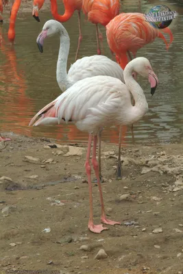 Интерьерная картина на холсте \"Розовый фламинго\" птицы и животные, размер  45x60 см - купить по низкой цене в интернет-магазине OZON (510980209)