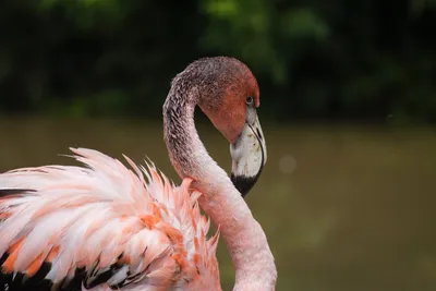 Поцелуи птиц фламинго, символ любви. Абстрактный оригинальный вид птиц- фламинго стоковое фото ©ralwel 150227330