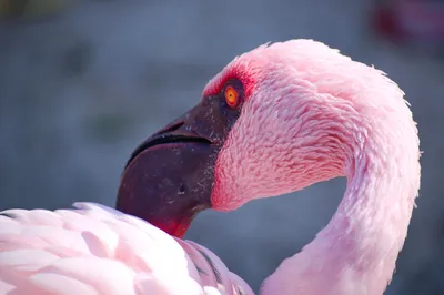 В Одесской области на свет появились птенцы фламинго