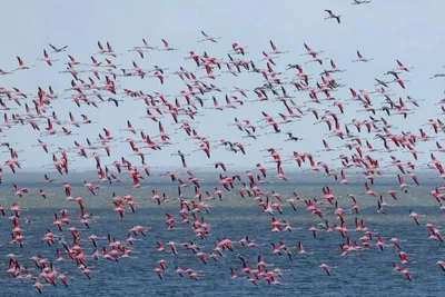 В «Тузловские лиманы» прилетели сотни фламинго (фото) | Новости Одессы