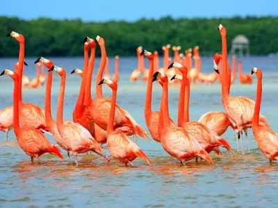 Картинка Птицы Фламинго Животные