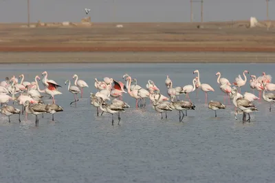 фламинго стоит под дождем стоит и пьет воду Photo, фламинго большая птица  фламинго, Hd фотография фото фон картинки и Фото для бесплатной загрузки