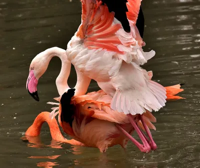 Фламинго одни из самых древних птиц | Пикабу