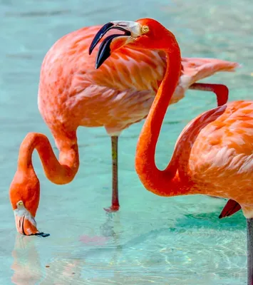 Скачайте стоковое векторное изображение Бесшовные векторные шаблон набор  тропических птиц розовый фламинго на розо… | Tropical birds, Pink  flamingos, Vector pattern
