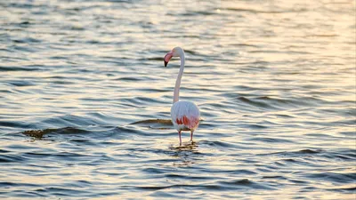 Фламинго Птиц В Озере Накуру, Африканское Сафари, Кении Фотография,  картинки, изображения и сток-фотография без роялти. Image 10325246