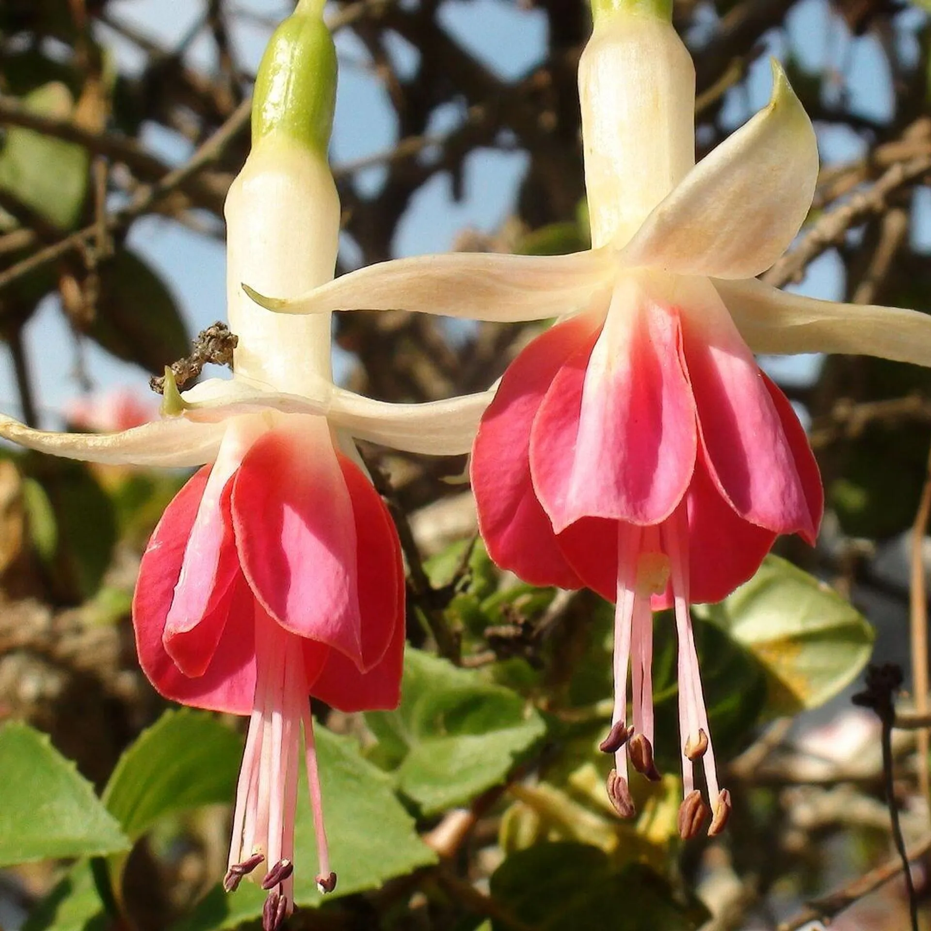 Фуксия гибридная Fuchsia hybrida. Fuchsia triphylla. Фуксия Анабель.