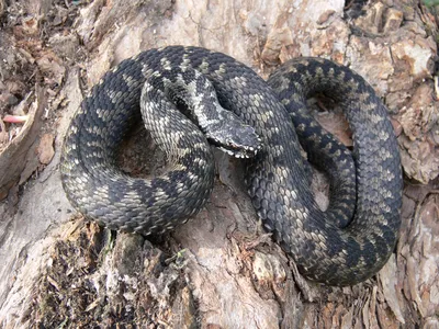 Обыкновенная гадюка (Vipera berus)