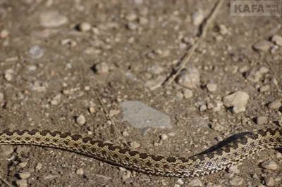 Обыкновенная гадюка (Vipera berus)