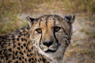 Гепарды (cheetah).