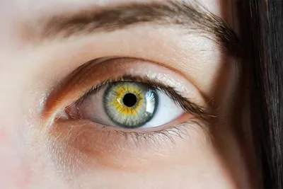 Строение глаза человека. Анатомия глаза. Новий Зір