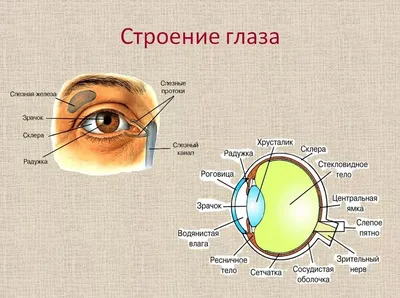 Многообразие цвета в человеческих глазах: от черного до красного - Полезная  информация \"Оптик Центр\"