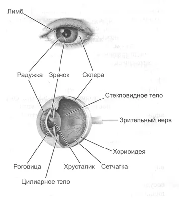 Цвет глаз влияет на предрасположенность к болезням – исследование