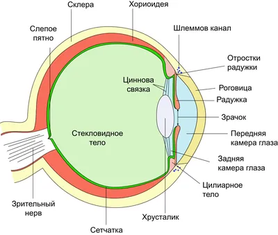 Ретушь глаз в Photoshop - Fototips.ru