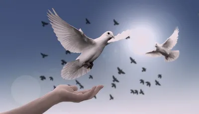 голуби в небе