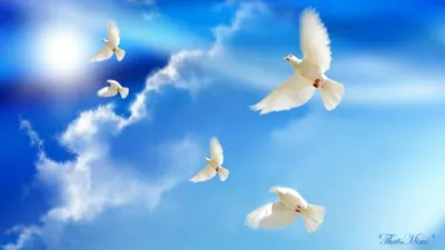 Голуби в небе. Doves in the sky. #naturephoto #birdphotography #birdphoto  #птицы #photobird #animalsphoto #animalsworld #naturephotography… |  Instagram