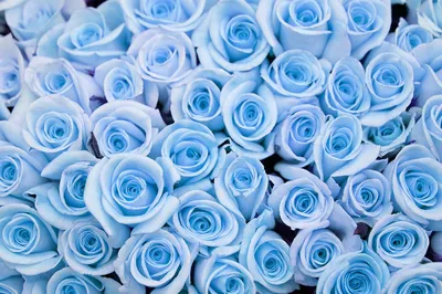 1️⃣ Синие голландские розы Алматы | Цветы с доставкой от 30 мин