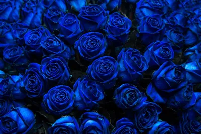 Как появились синие розы? | Растения | ШколаЖизни.ру