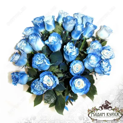 Красивые голубые розы стоковое изображение. изображение насчитывающей флора  - 94398179